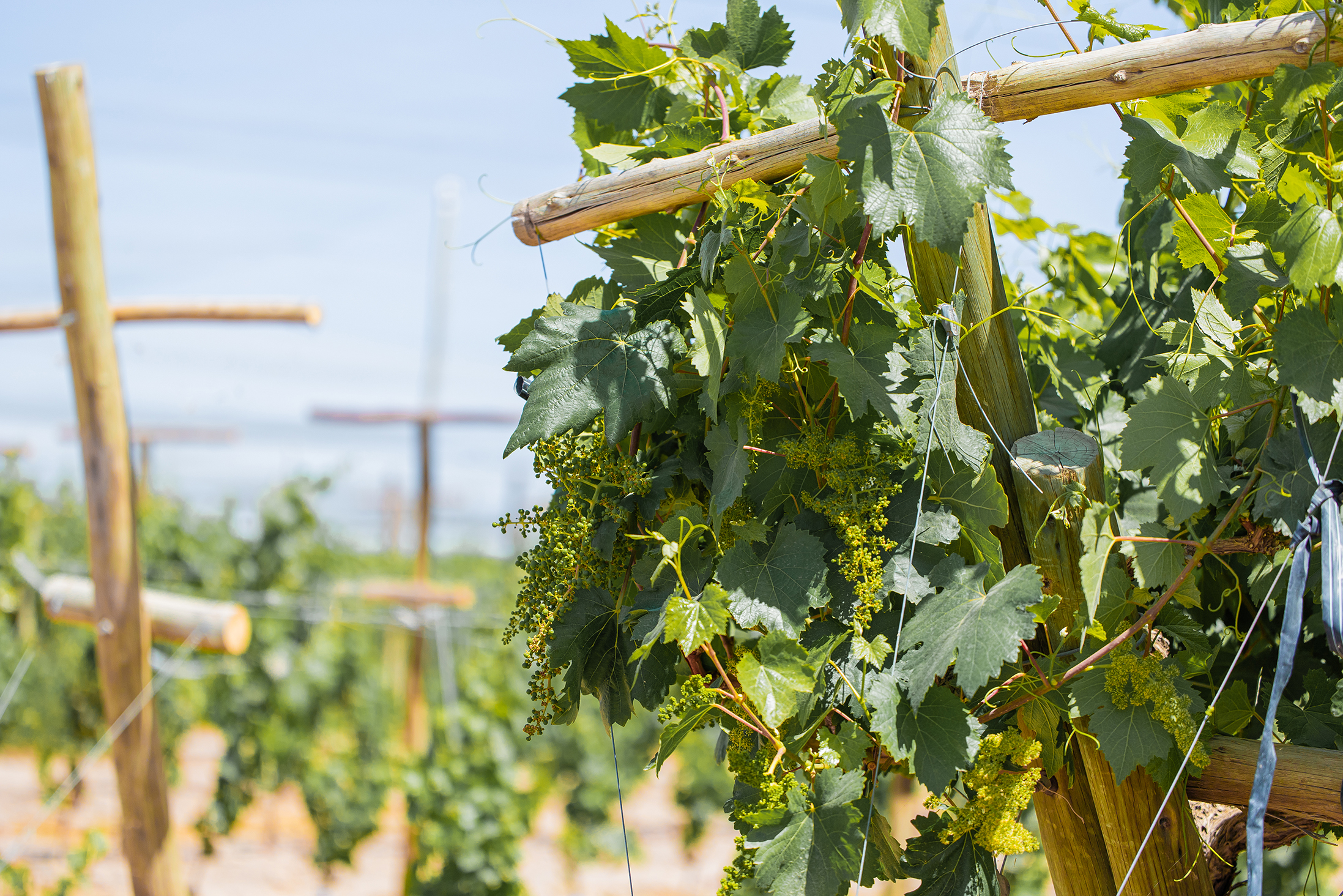 Historia Bodega Midolo