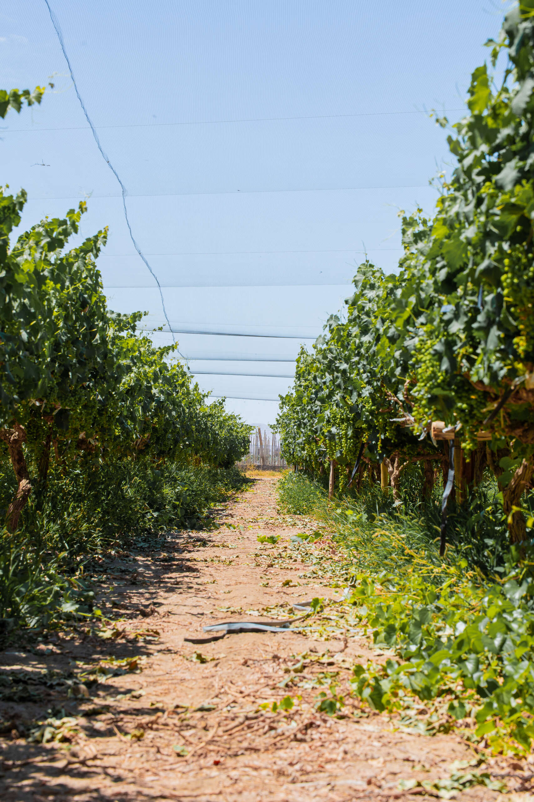 Viñedos Bodega Midolo